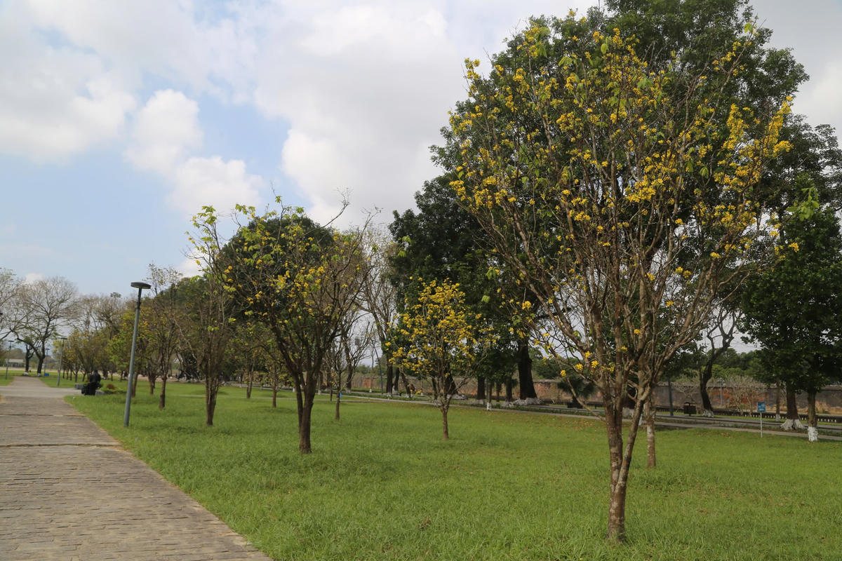 Với người Huế, hoàng mai không chỉ là loài hoa của ngày Tết mà còn là biểu tượng văn hóa gắn bó lâu đời với vùng đất kinh kỳ. Và khi những cây hoàng mai đua nhau khoe sắc báo hiệu một mùa xuân đang về trên vùng đất cố đô. Ảnh: N.Q.