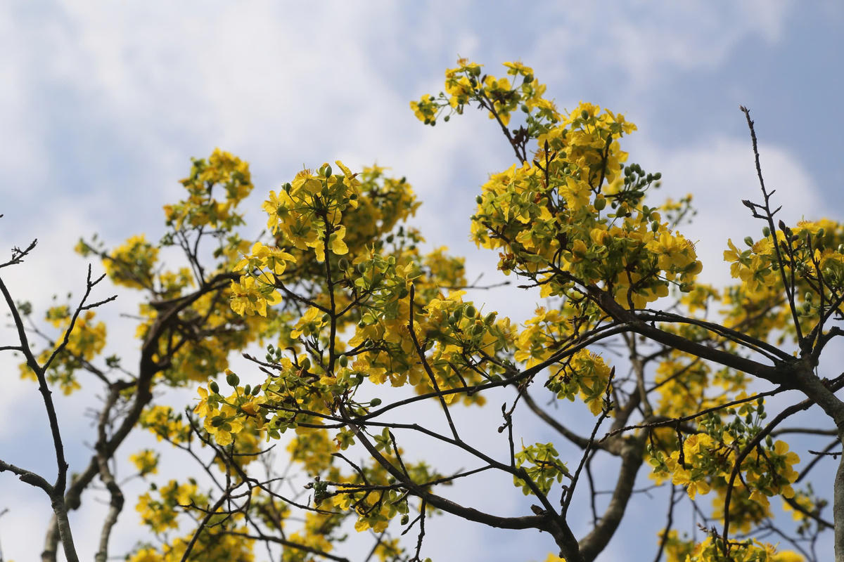 Nhờ được chăm sóc cẩn thận của nhân viên công nhân cây xanh Huế, nhiều cây mai đã bắt đầu nở hoa, báo hiệu một mùa xuân đang đến rất gần trên mảnh đất cố đô. Ảnh: N.Q.