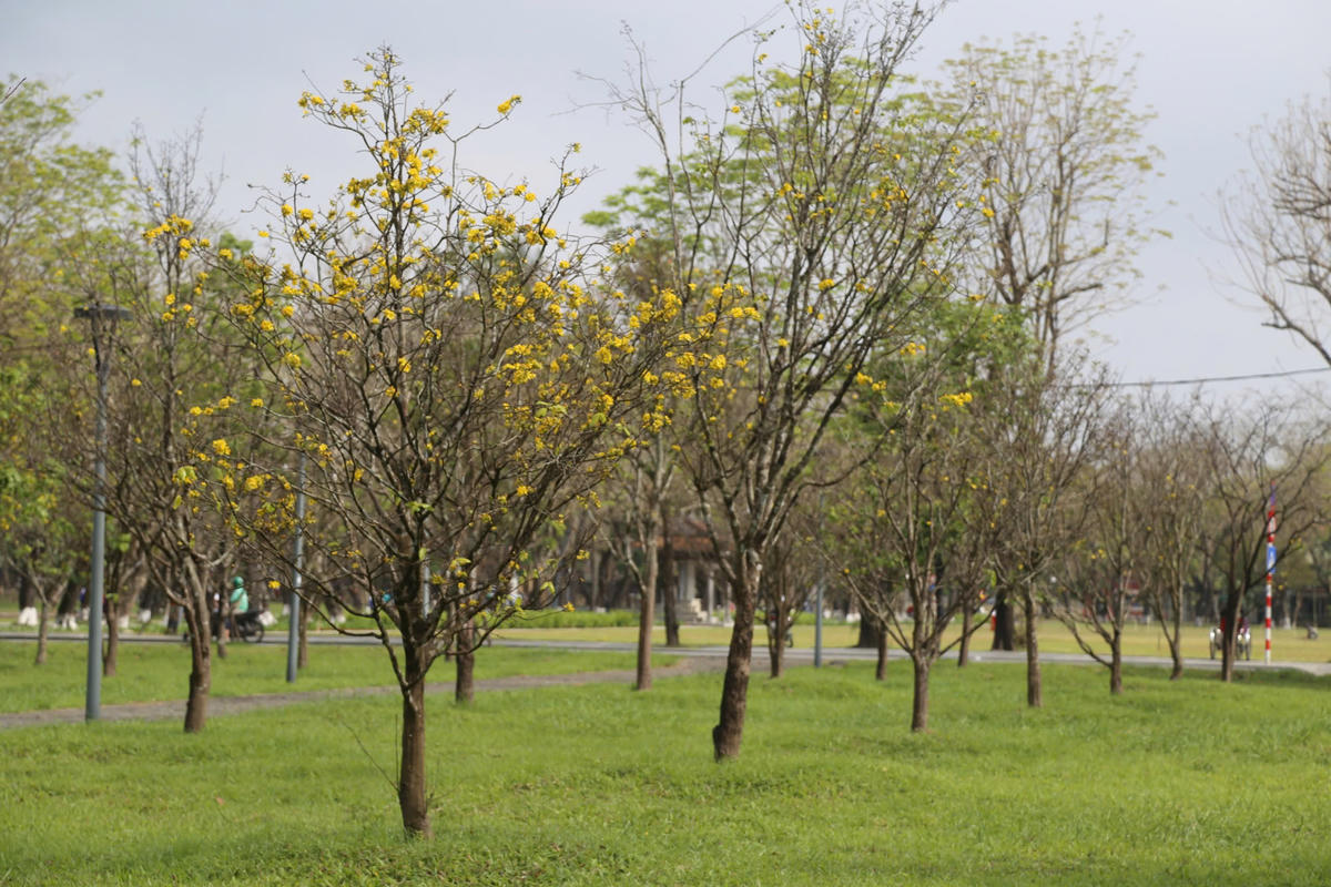 Được trồng phía trước Kinh thành Huế, vườn mai vàng (thường được gọi là hoàng mai) đua nhau khoe sắc tạo nên bức tranh mùa xuân vô cùng rực rỡ vừa trầm mặc, cổ kính vừa mang một vẻ đẹp rất riêng của Huế. Ảnh: N.Q.