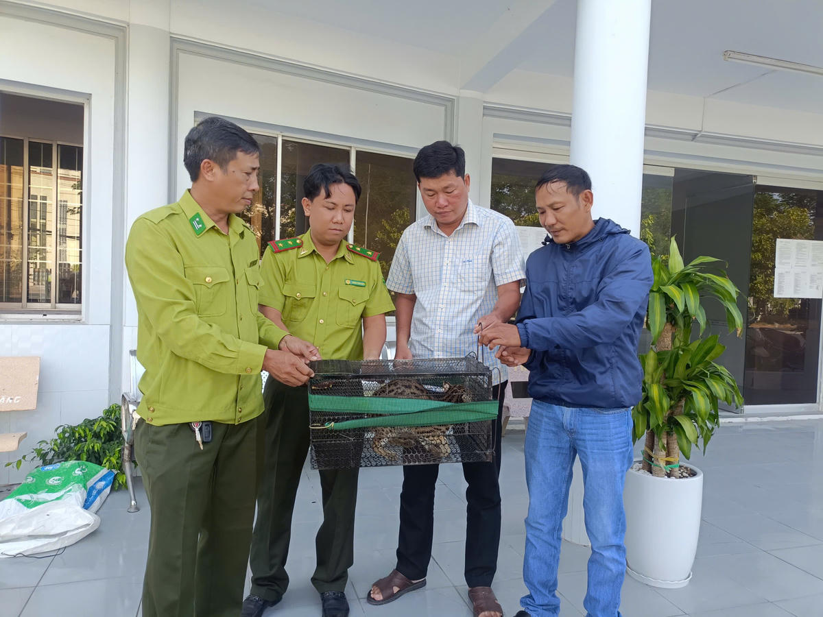Anh Đặng Minh Giang (bìa phải) giao nộp động vật rừng cho các cơ quan chức năng. Ảnh: Nguyên Du