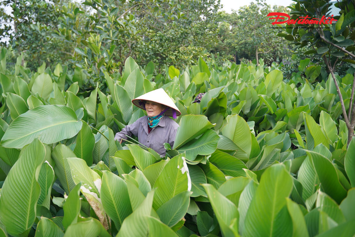 Theo ghi nhận của PV Báo Đại đoàn kết, dù còn gần một tháng nữa mới đến Tết Nguyên đán, nhưng tại làng nghề Tràng Cát, không khí thu hoạch lá dong đã diễn ra hết sức rộn ràng. Từ sáng sớm đến chiều muộn, người dân tất bật ra đồng cắt lá, bó gọn để kịp giao cho thương lái.&nbsp;
