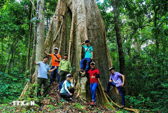Du khách khám phá rừng nguyên sinh tại Khu Bảo tồn Thiên nhiên-Văn hóa Đồng Nai. (Ảnh: Hồng Đạt/ TTXVN)