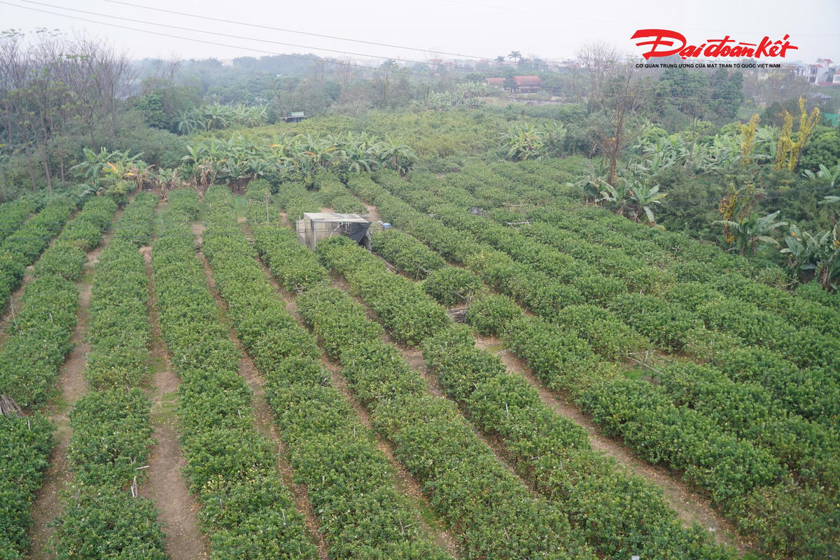 Những ngày giáp Tết, tại Đắc Sở (xã Dương Hoà, Hà Nội), nơi được mệnh danh là “thủ phủ” phật thủ của Hà Nội không khí sản xuất trở nên tất bật hơn bao giờ hết. Từ sáng sớm đến chiều muộn, người dân tranh thủ thu hoạch, tuyển chọn từng quả phật thủ để kịp giao cho thương lái và khách đặt mua phục vụ nhu cầu thờ cúng, biếu tặng dịp Tết Nguyên đán.