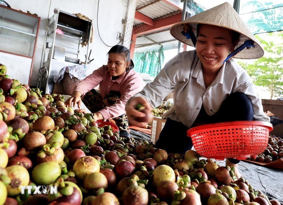 Niềm vui của người nông dân khi được mùa măng cụt tại vùng trồng trái cây huyện Chợ Lách, tỉnh Bến Tre. (Ảnh: Hồng Đạt/TTXVN)