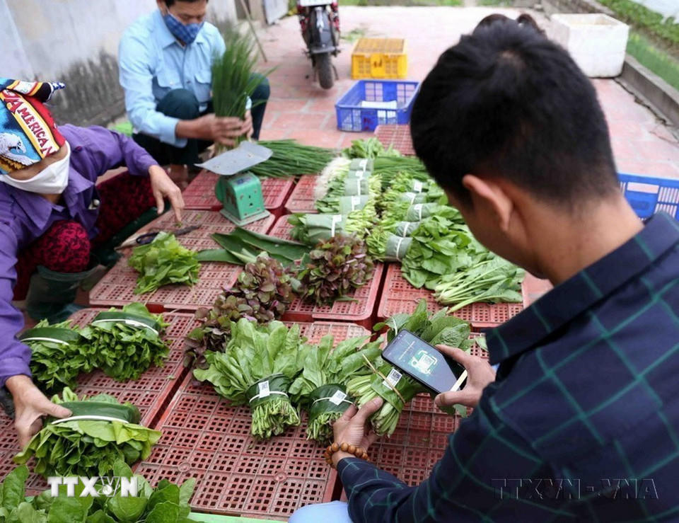 Hợp tác xã rau hữu cơ Thanh Xuân (xã Thanh Xuân, huyện Sóc Sơn, Hà Nội) chuyên sản xuất các loại rau an toàn theo hướng hữu cơ, mỗi tháng cung cấp cho các doanh nghiệp và hệ thống cửa hàng thực phẩm sạch trên địa bàn Hà Nội khoảng 30 tấn sản phẩm. (Ảnh: Vũ Sinh/TTXVN)