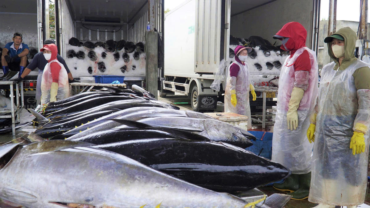 Ngư dân miền Trung trúng đậm hải sản