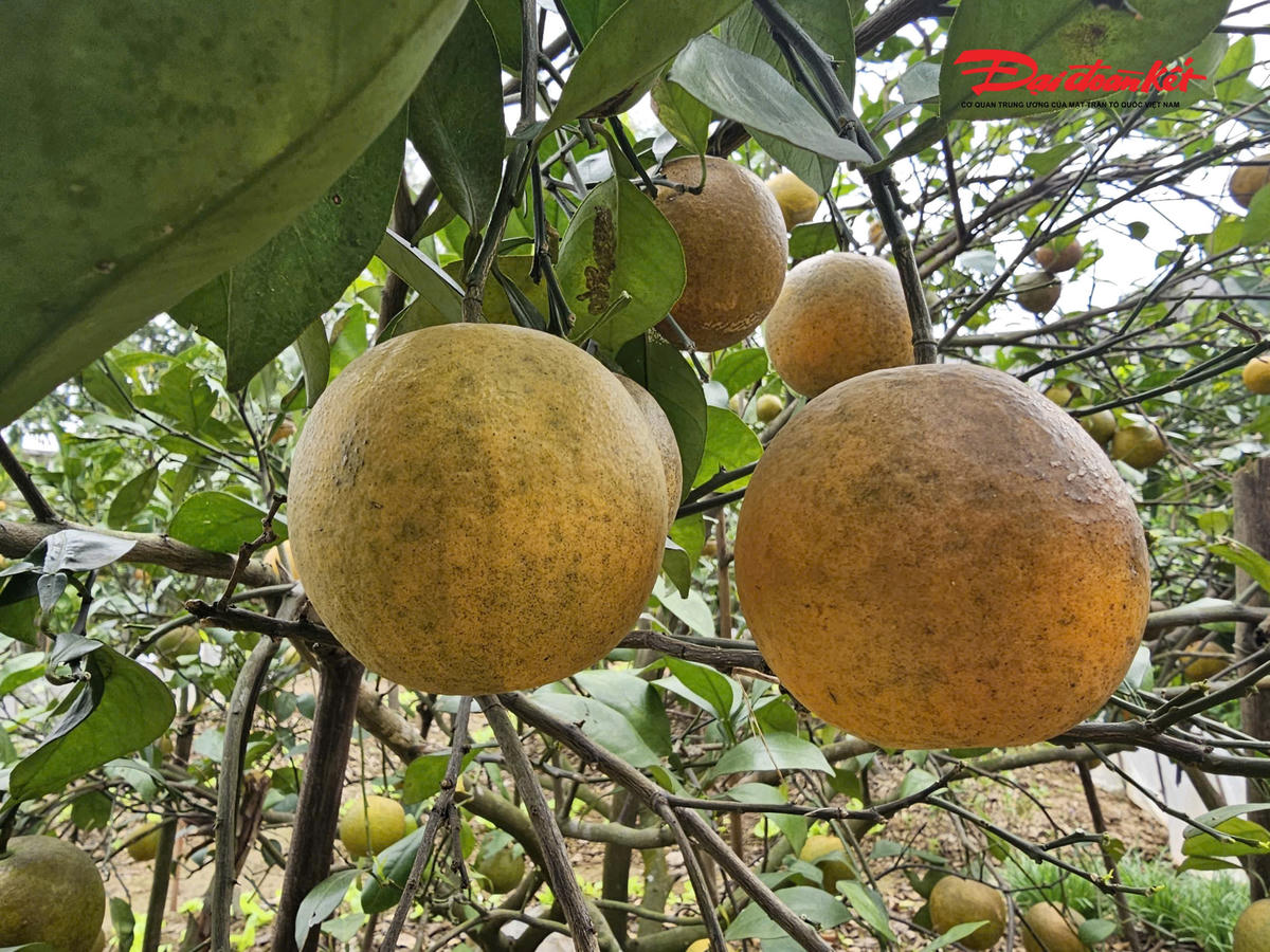 Cam Xã Đoài&nbsp;có vỏ mỏng, mịn, màu vàng óng, vị ngọt thanh, dịu như mật ong. Ảnh: ĐB