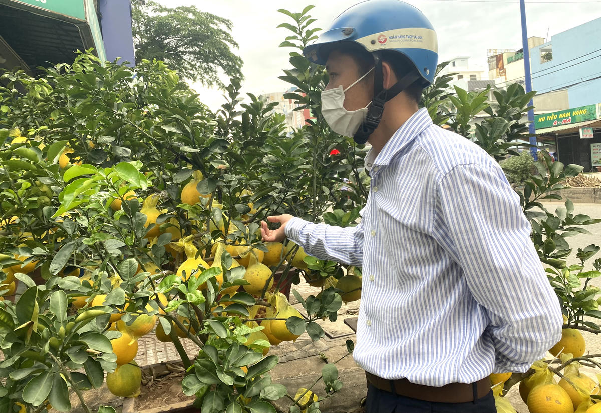 Bưởi diễn, đặc sản miền Bắc được bày bán nhiều ở TPHCM dịp gần Tết.
