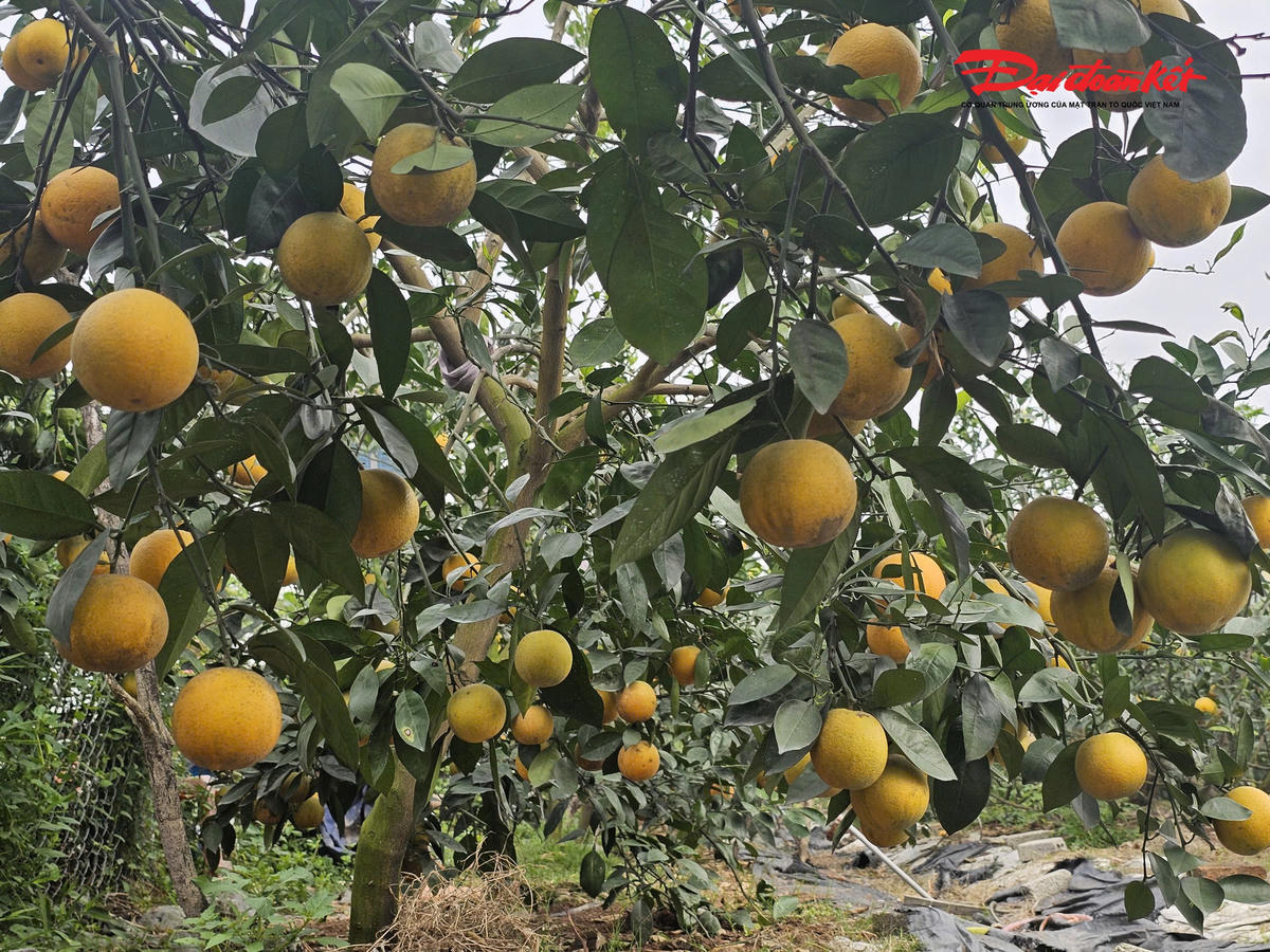 Xưa là đặc sản tiến vua, nay được bán với giá từ 80-100 ngàn đồng quả. Ảnh: ĐB