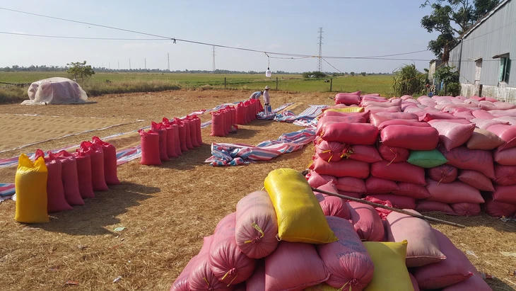 Gạo “quê” xuất ngoại