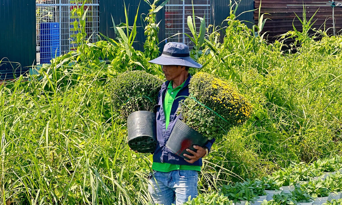 Những chậu hoa cúc được vận chuyển ra xe đưa ra thị trường. Ảnh: Trung Ngãi.. 