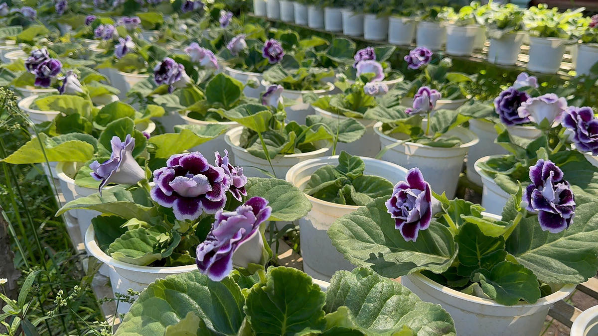 Hoa tình yêu với màu sắc tươi nên rất được các bạn trẻ ưa chuộng. Ảnh: Trung Ngãi.