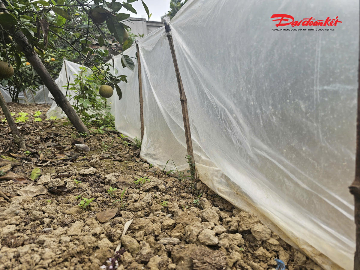 Người trồng cam cẩn thận che chắn, phòng sâu bệnh, giữ gìn từng quả cam quý để kịp giao cho khách đã đặt từ trước đó vài tháng. Ảnh: ĐB