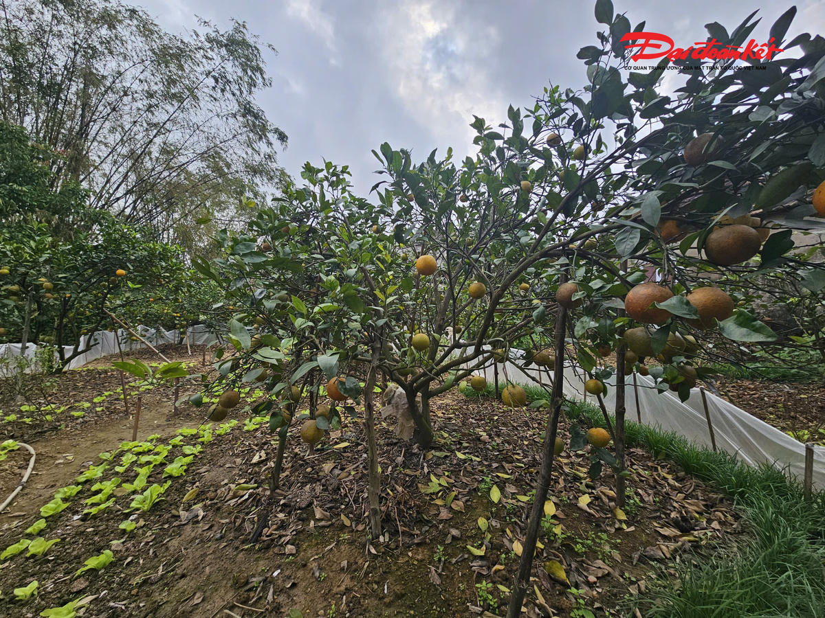 Do ảnh hưởng của các đợt mưa lũ và sâu bệnh nên&nbsp;lượng cam có phàn giảm sút. Ảnh: ĐB