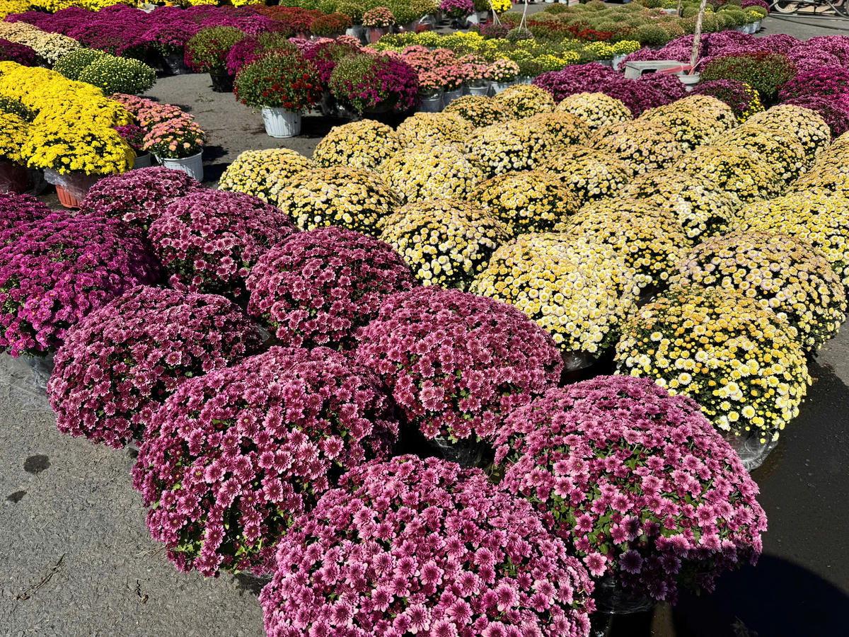 Cúc song hỷ đang trở thành “điểm sáng” được thương lái săn đón từ rất sớm. Ảnh: Trung Ngãi.