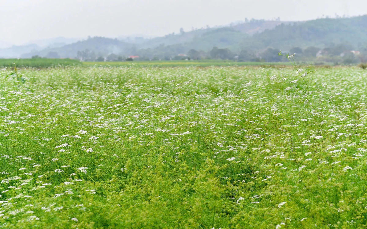 Lá mùi già- thứ hương quen thuộc ngày Tết (ảnh: Phương Đỗ) 