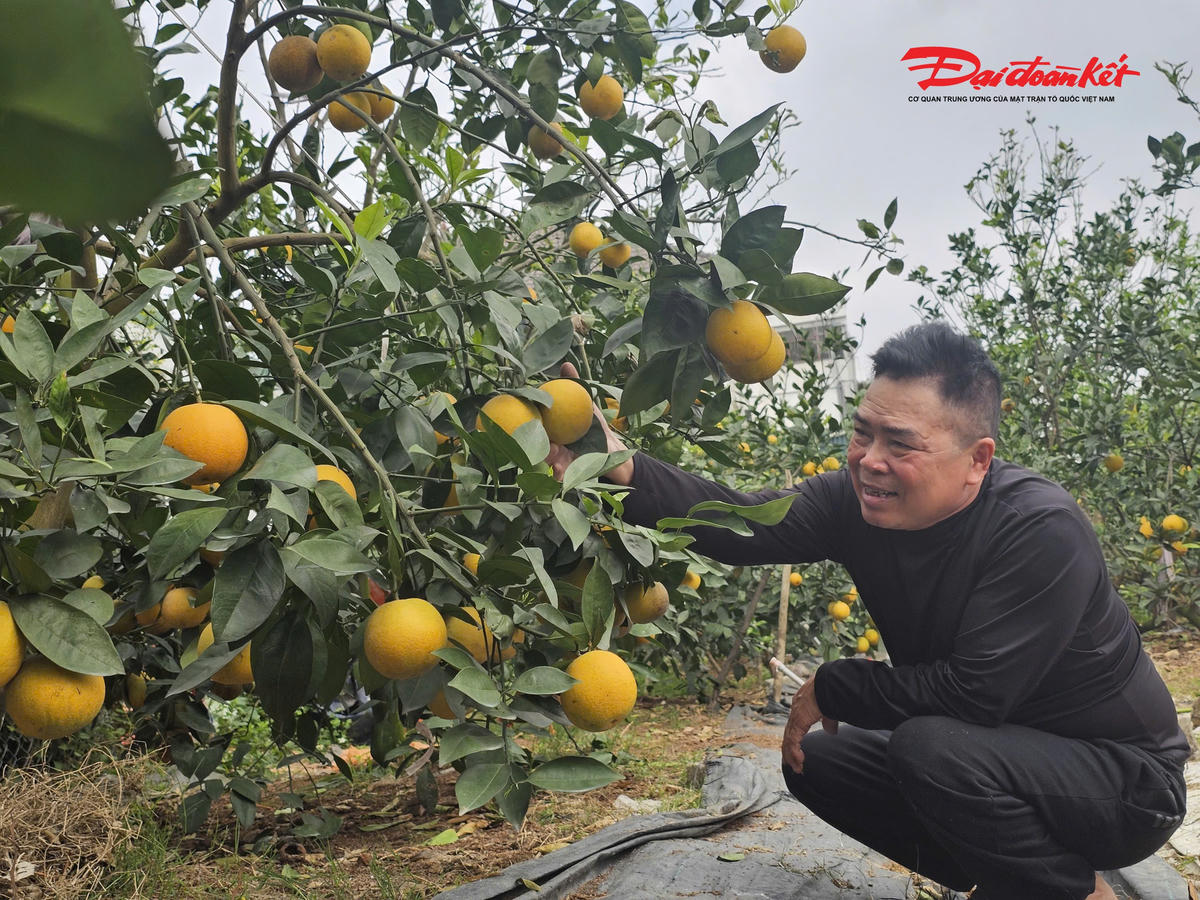 Ông Nguyễn Văn Thọ (57 tuổi, trú xã Nghi Lộc) có hai vườn cam Xã Đoài gốc. Đầu vụ dự kiến thu 5.000–6.000 quả, nhưng sau mưa bão, cam rụng nhiều, nay chỉ còn chưa đầy 1.000 quả đủ tiêu chuẩn thu hoạch. Ảnh: ĐB