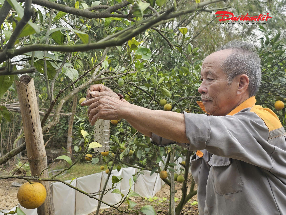 Trên từng cành cây, những túi chế phẩm sinh học được treo xen kẽ để xua đuổi côn trùng, hạn chế ruồi, bướm gây hại. Ảnh: ĐB