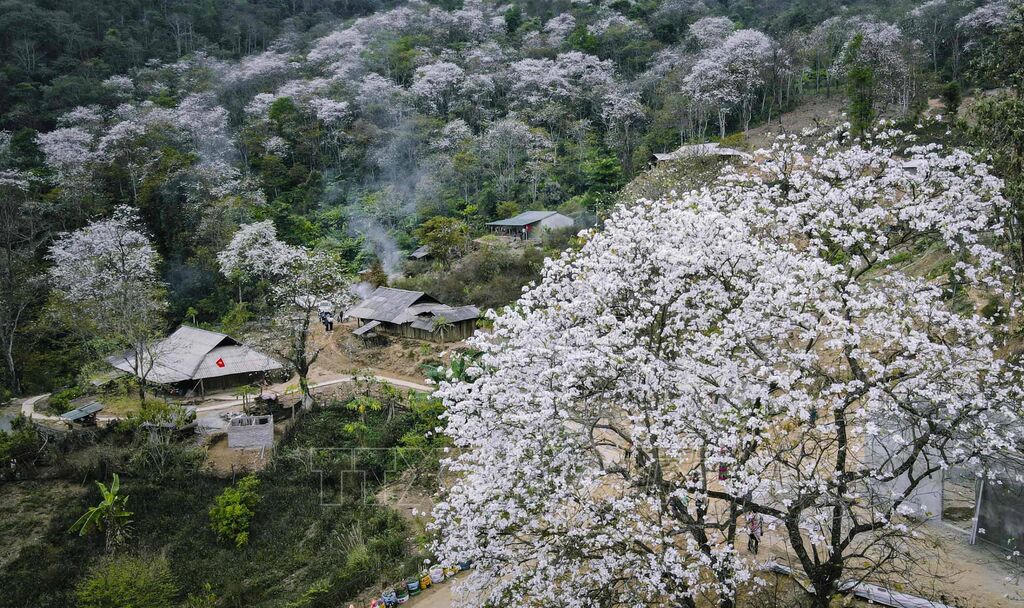 Theo kế hoạch, Lễ hội Hoa Ban năm 2026 sẽ diễn ra từ ngày 20 đến ngày 26/3/2026 tại tỉnh Điện Biên. Ảnh: Đ.B