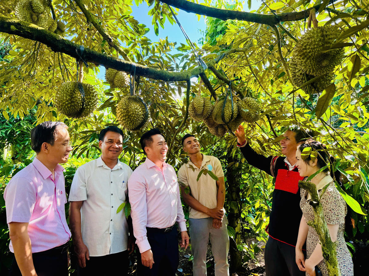 Trái ngọt từ Nguồn vốn tín dụng chinh sách