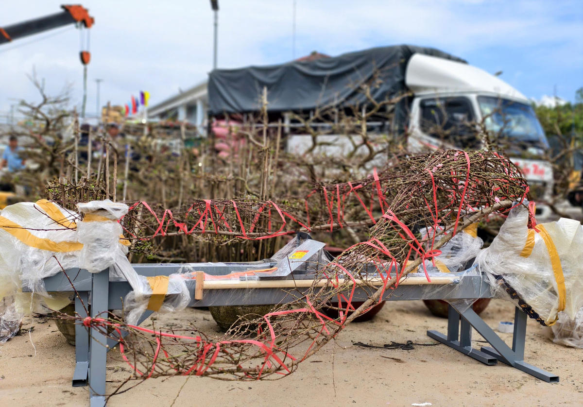 Hoa đào, hoa mai được tập kết tại cảng Sa Kỳ để vận chuyển ra đặc khu Lý Sơn. Ảnh: CV.