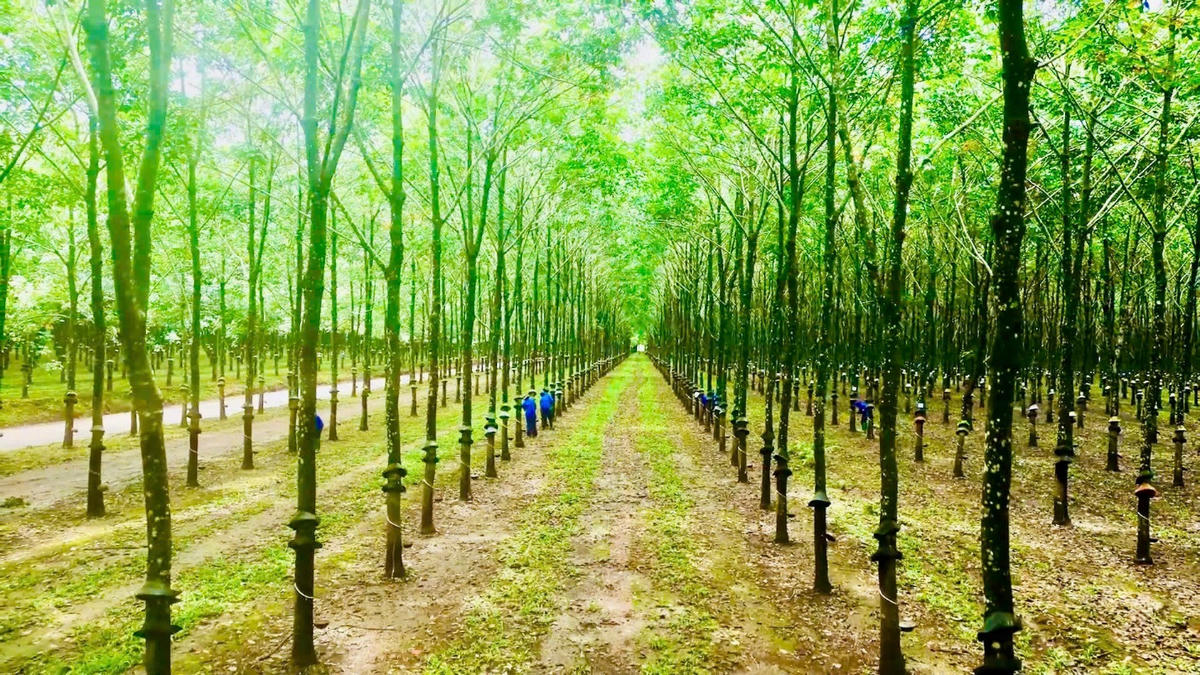 Vườn Cao su xanh thẳm.