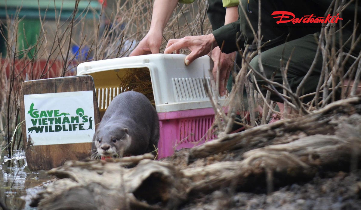 Hoạt động tái thả động vật hoang dã có ý nghĩa hết sức quan trọng. Ảnh: VVQ.