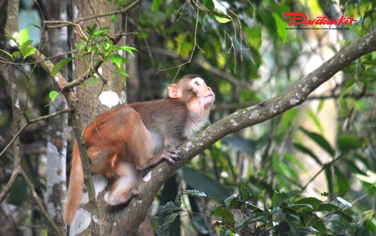 Cá thể khỉ vàng nhanh chóng thích nghi với môi trường. Ảnh: VVQ.