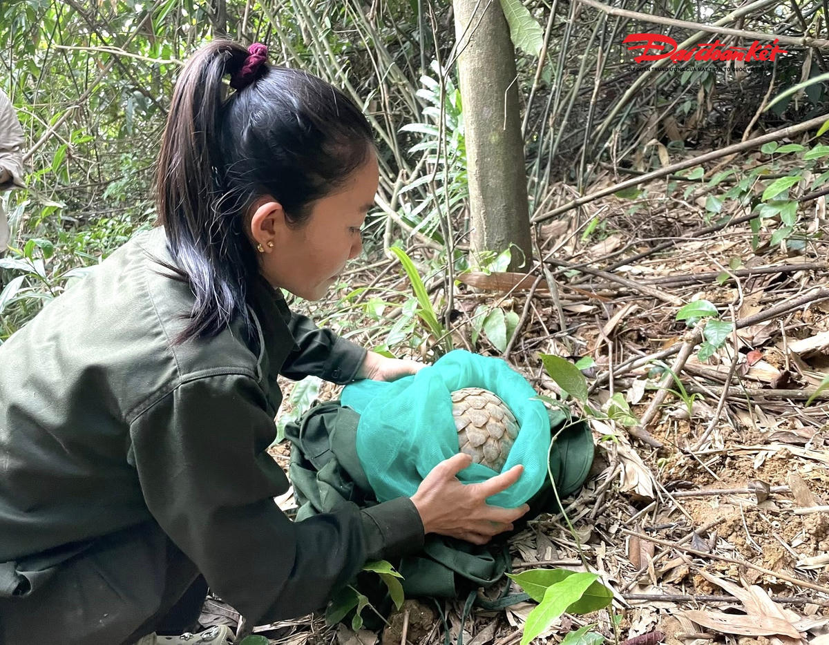 Một cá thể tê tê java được thả về môi trường tự nhiên. Ảnh: VVQ.