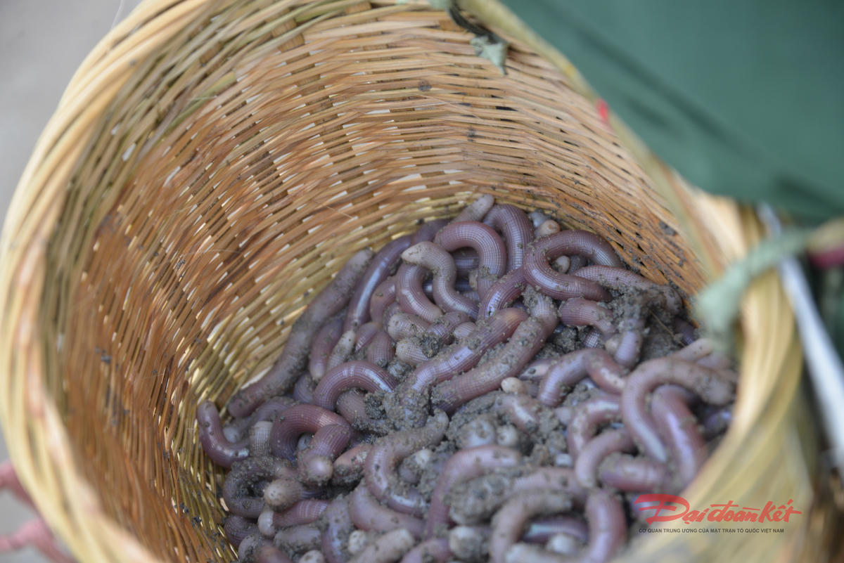 Nghề khai thác và chế biến sá sùng đã khiến nhiều người dân ven biển Quảng Ninh đổi đời. Ảnh: Nguyễn Quý.