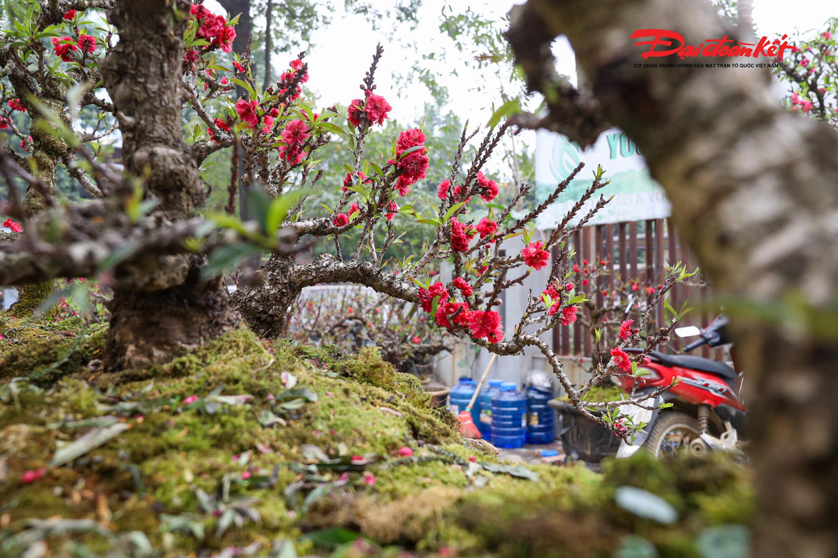 Hoa đào Thất Thốn có sắc đỏ thắm đặc trưng, cánh dày, bông to, mang vẻ đẹp riêng biệt và khác lạ so với các giống đào truyền thống, tạo sức hút đặc biệt đối với giới chơi cây cảnh và người thưởng hoa mỗi dịp Tết đến, xuân về.