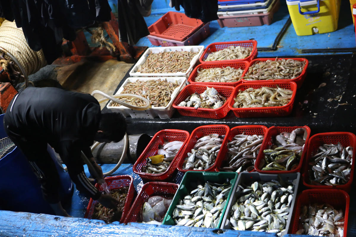 Dưới thuyền, hải sản chất đầy khoang, ngư dân phấn khởi vươn khơi bám biển. Ảnh: H.N.