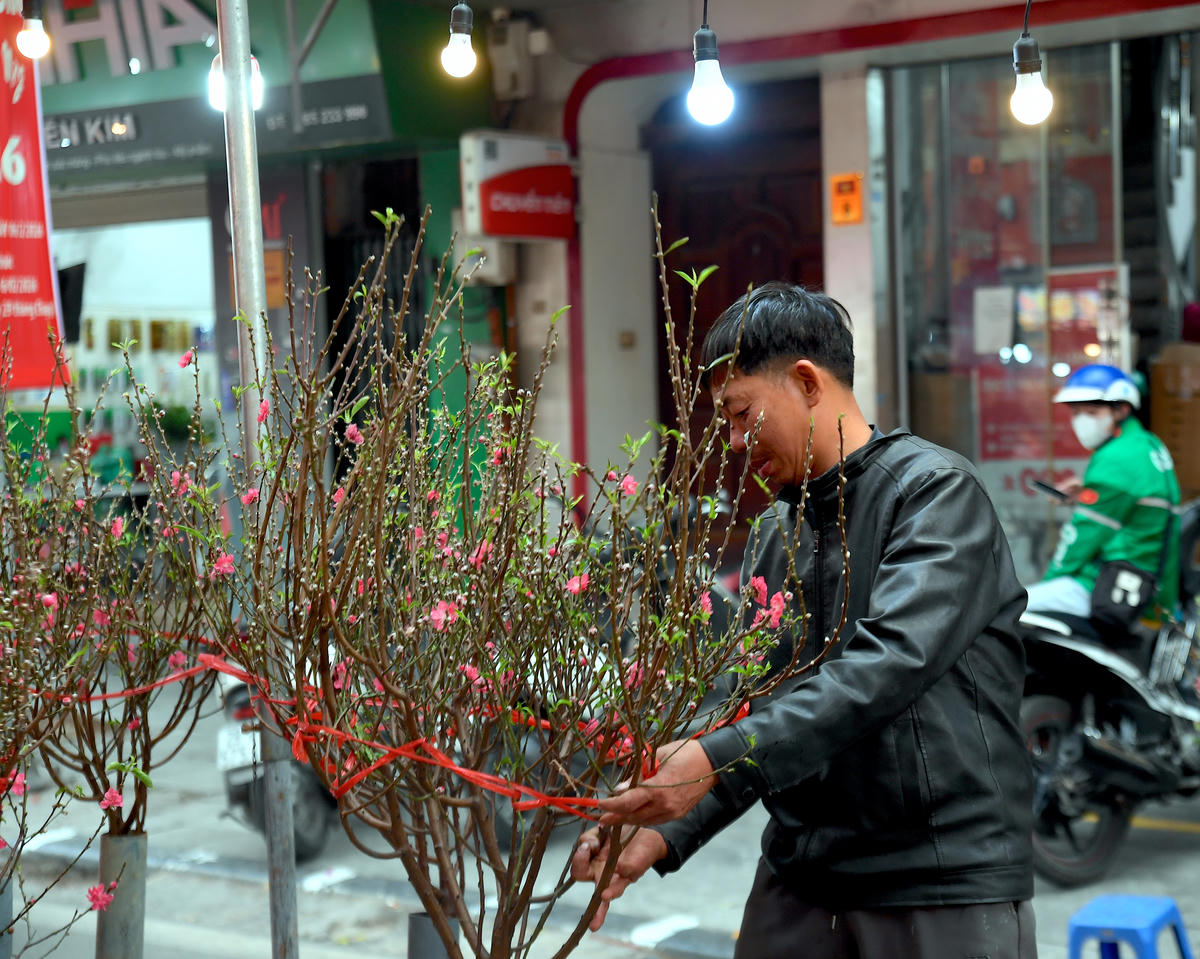 Những cành đào được các tiểu thương nâng niu, chăm chút tỉ mỉ, sẵn sàng khoe sắc, mang theo không khí Tết ấm áp đến với chợ hoa Xuân. Ảnh: Phạm Sỹ.. 