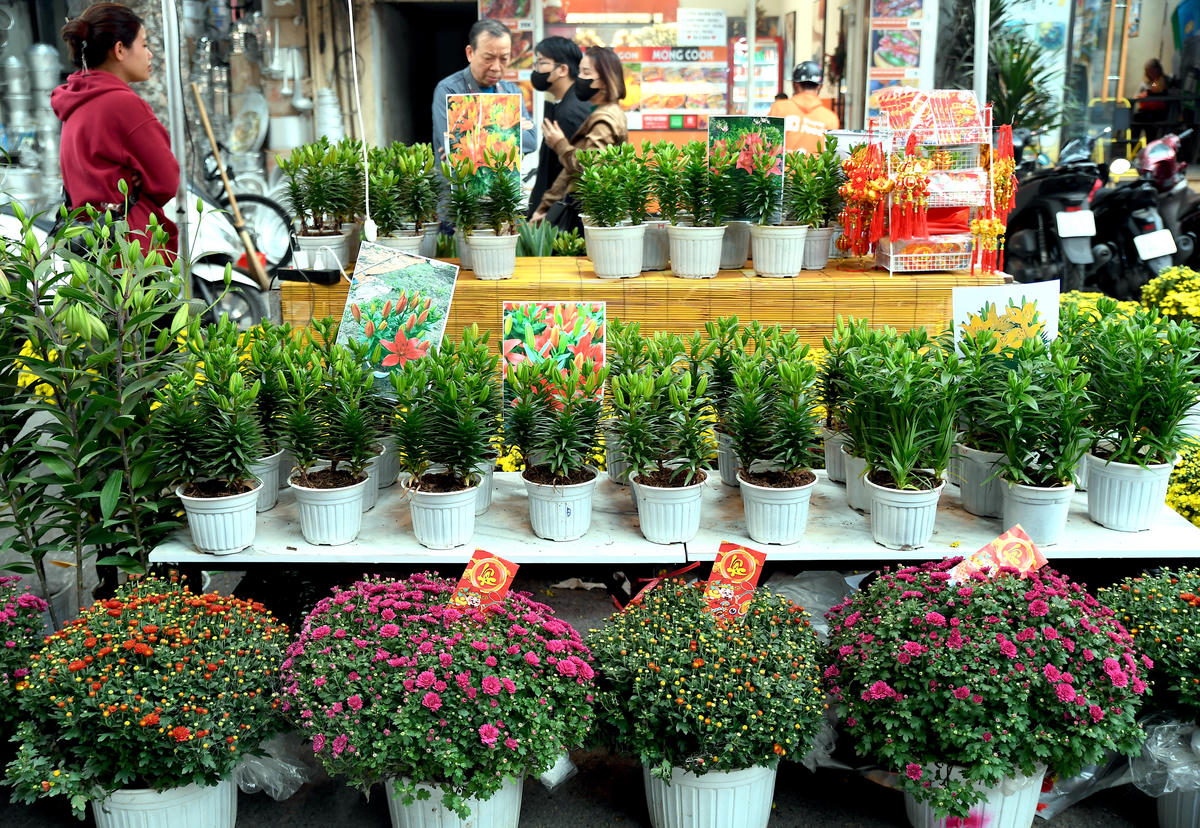 Cùng với đó là nhiều loài hoa khoe sắc rực rỡ tại chợ hoa Xuân phố cổ, góp phần tạo nên không gian tươi mới, rộn ràng và ấm áp hơi thở mùa xuân giữa lòng đô thị. Ảnh: Phạm Sỹ.. 