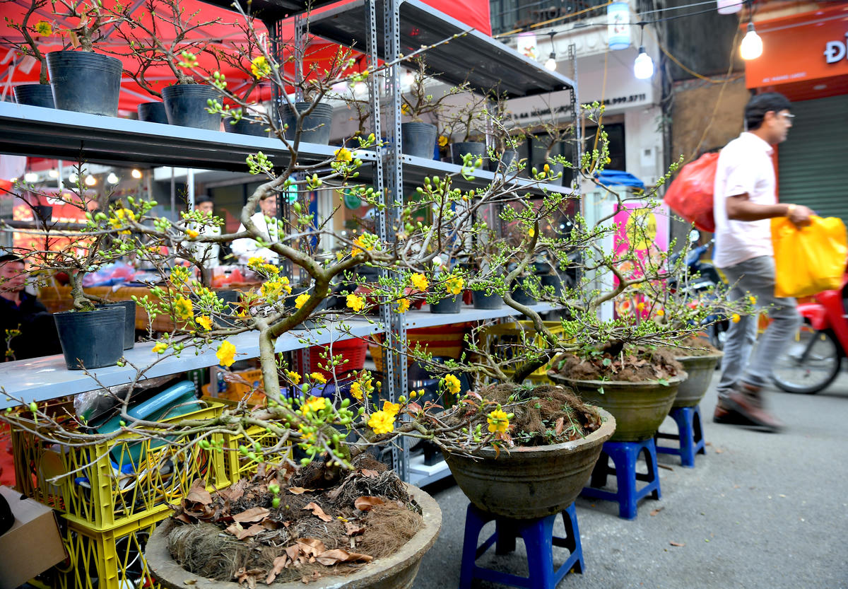 Trên phố Hàng Lược (đoạn từ Hàng Lược đến ngã tư Hàng Khoai) nhiều cây cảnh, cây nghệ thuật, bonsai được trưng bày. Ảnh: Phạm Sỹ.