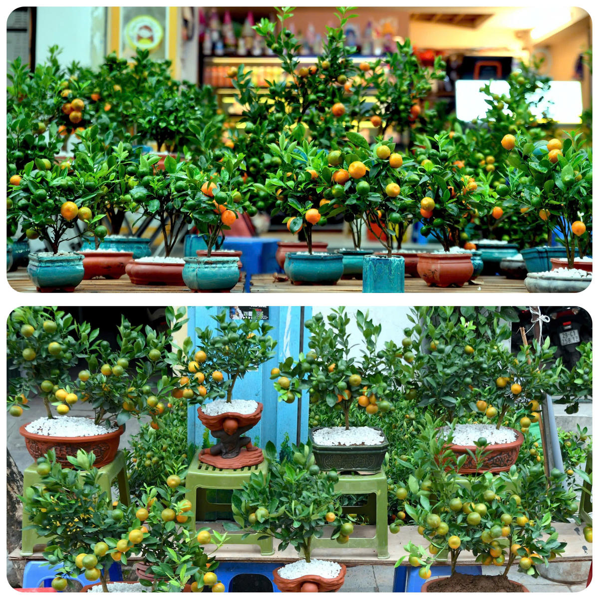 Những chậu quất cảnh, bonsai được bài trí tạo điểm nhấn sinh động. Ảnh: Phạm Sỹ.