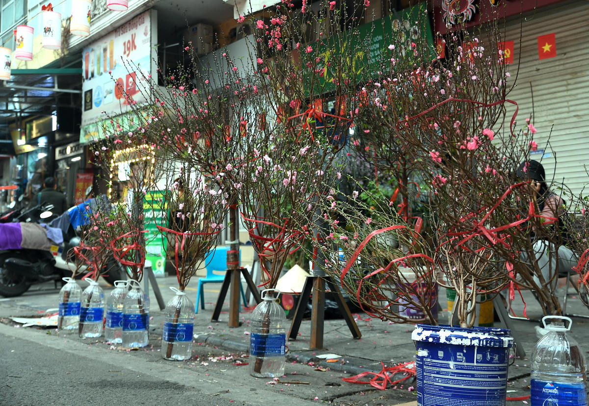 
Những cành đào đỏ thắm trải dài khắp tuyến phố, mang theo hơi thở mùa xuân và không khí Tết rộn ràng giữa lòng Thủ đô. Ảnh: Phạm Sỹ.. 