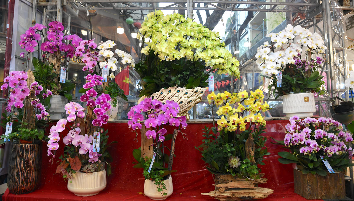 Khu giới thiệu sản phẩm hoa lan Đà Lạt với các chủng loại độc đáo tại ngã ba Hàng Lược - Hàng Khoai. Ảnh: Phạm Sỹ.