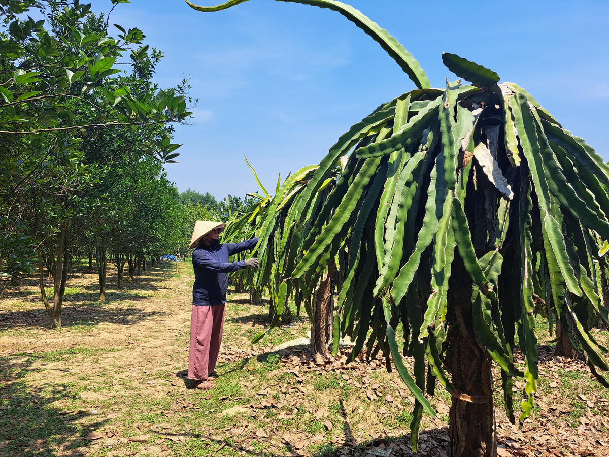 Người dân vùng núi Đà Nẵng phát triển kinh tế nhờ trồng thanh long, chè dây và trồng cam. Ảnh: Trường Thành.