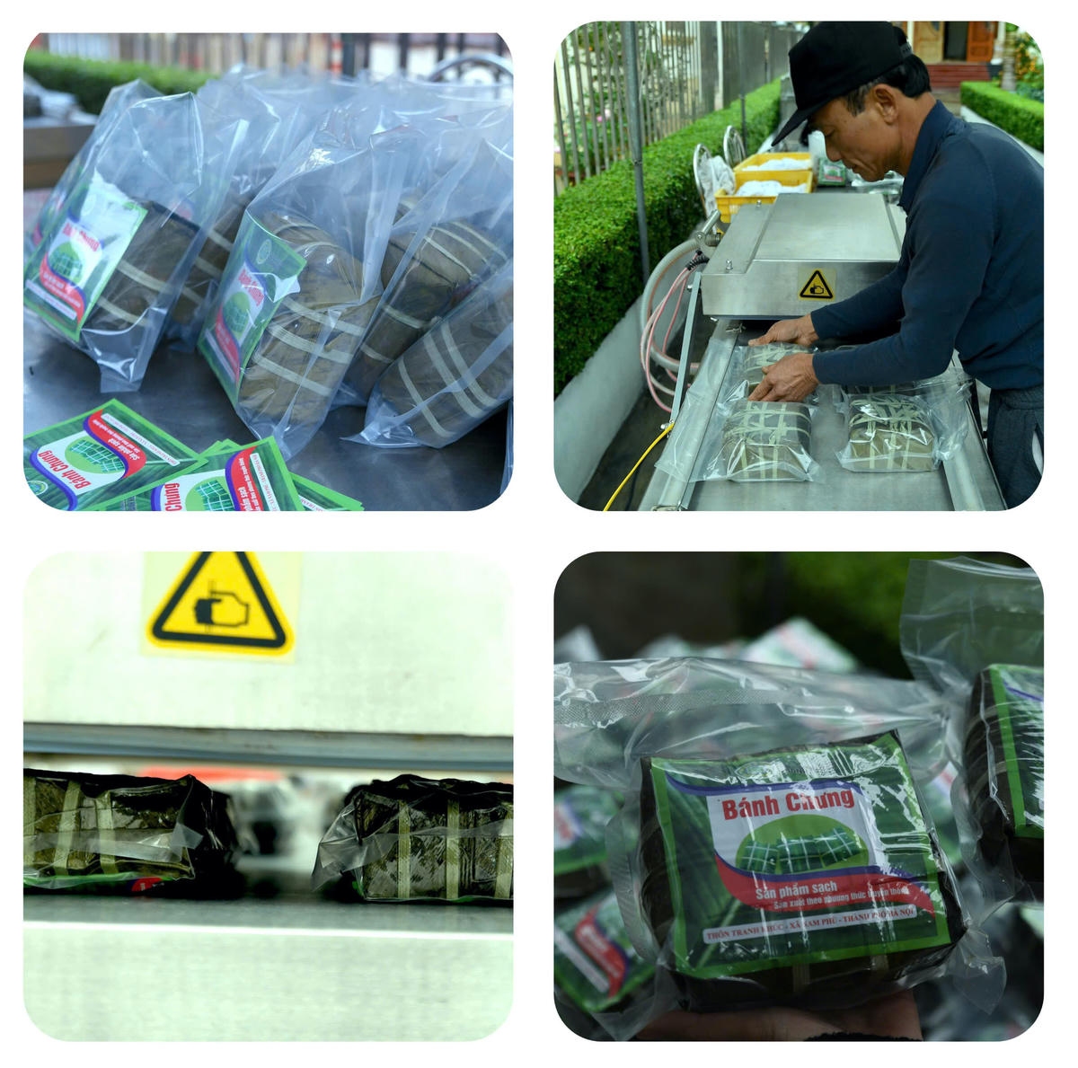 Ngày nay, một số gia đình đã cải tiến, đưa máy móc vào hỗ trợ công đoạn đóng gói sản phẩm trước khi những chiếc bánh chưng Tranh Khúc tỏa đi khắp muôn nơi. Đây cũng là cách để quảng bá và khẳng định thương hiệu riêng. Ảnh: Phạm Sỹ. 