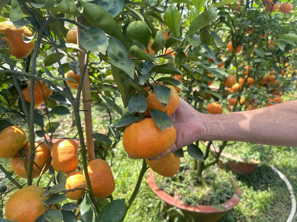 Quýt hồng cho trái sai, vỏ bóng, màu hồng cam đặc trưng đúng dịp Tết. Ảnh: Trung Ngãi.