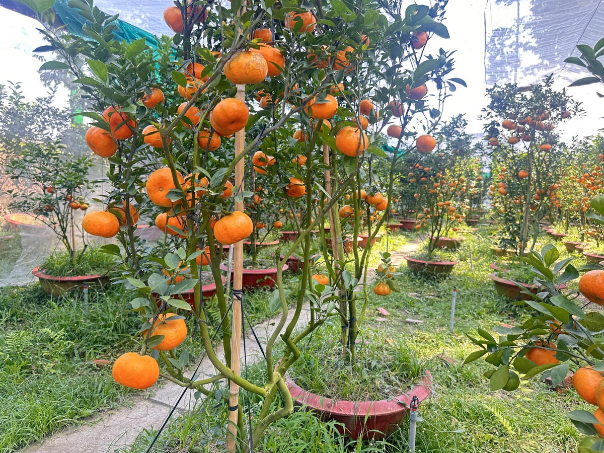 Việc giữ cho trái quýt hồng đều và lên màu đẹp đều phải thực hiện theo quy trình chăm sóc nghiêm ngặt, đúng kỹ thuật. Ảnh: Trung Ngãi.