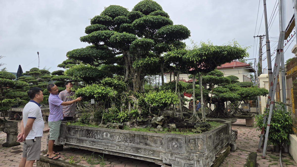 Theo ông Nguyễn Công Khanh - Chủ tịch Hội sinh vật cảnh phường Vị Khê (người đứng giữa trong hình), hầu hết người dân làng Vị Khê, rộng hơn là cả phường Vị Khê hiện sinh sống nhờ nghề làm cây cảnh do ông cha truyền lại, có cuộc sống sung túc nhờ nghề trồng, tạo tác, kinh doanh cây cảnh. Thợ cây Vị Khê có mặt ở khắp các tỉnh thành để hành nghề. Rất nhiều tác phẩm cây cảnh đang được trưng bày ở nhiều trụ sở cơ quan, doanh nghiệp, nhà dân trên cả nước có xuất xứ từ Vị Khê. Ảnh: Duy Hưng.