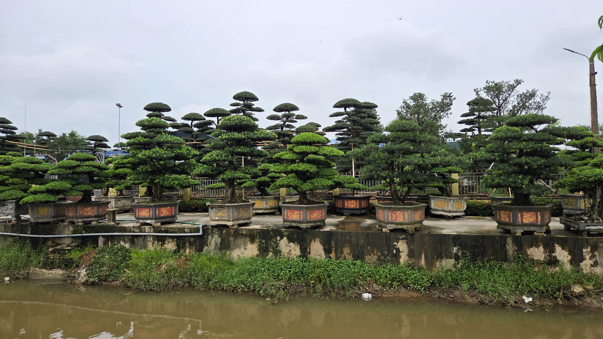 Đi khắp làng Vị Khê đến đâu cũng chỉ thấy cây và cây. Trong sân, quanh nhà, trừ lối đi nhà nào cũng tận dụng từng mét đất để đặt các tác phẩm cây cảnh, nhiều nhất là sanh, tùng la hán, me, khế cùng nhiều loại “kỳ hoa, dị thảo” khác. Ảnh : Duy Hưng.
