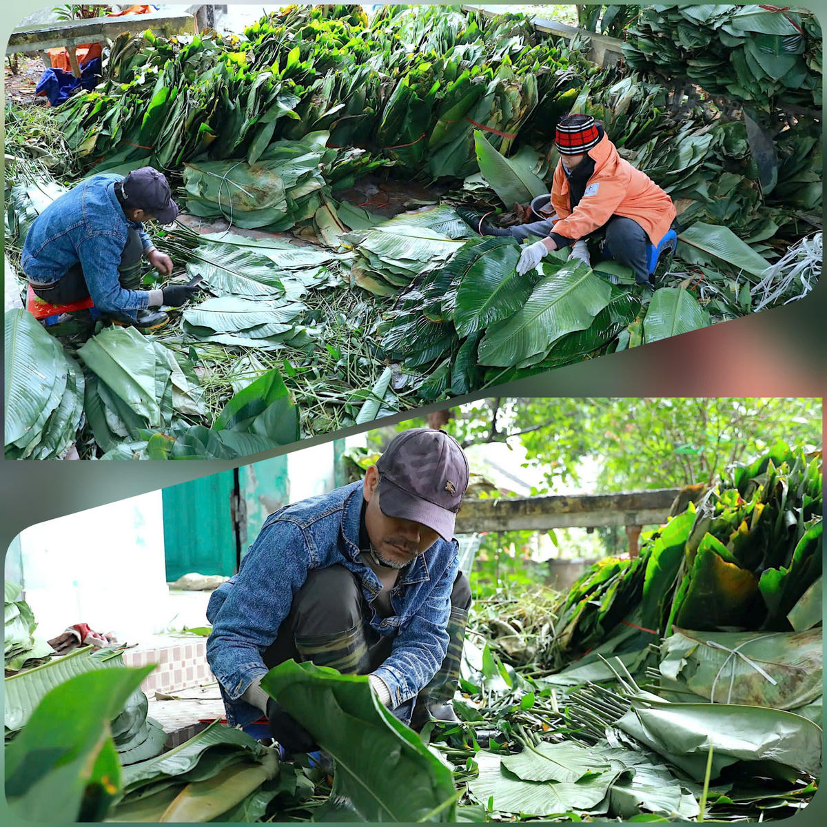 Những bó lá dong xanh mướt được người lựa chọn từng chiếc, phân loại cẩn thận theo độ già, độ dai và màu sắc trước khi đem đi rửa sạch. Ảnh: Phạm Sỹ.. 