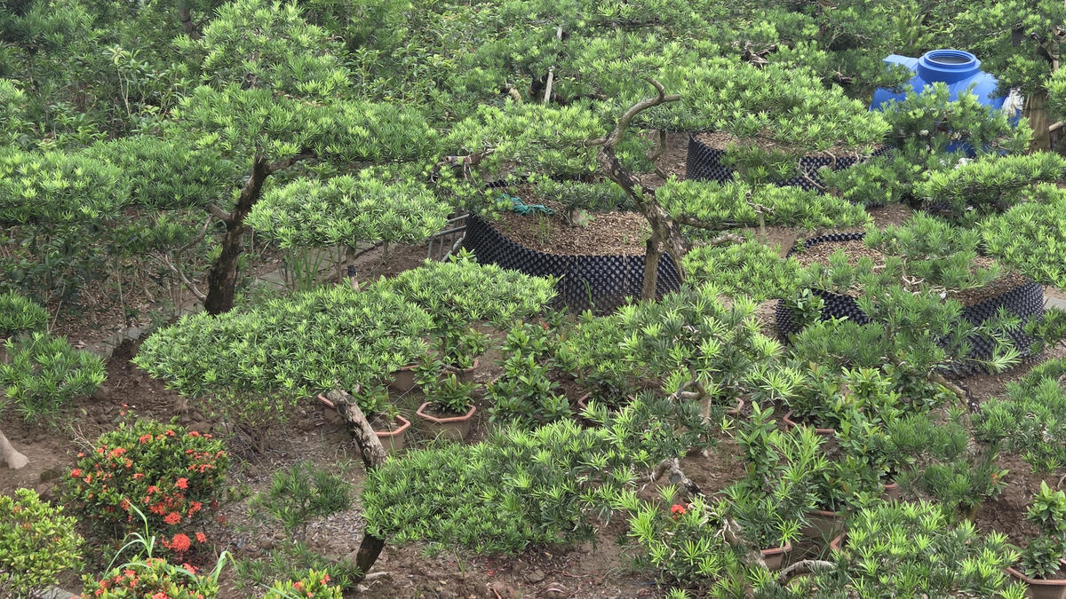 Những ngày đầu năm này, người Vị Khê lại tiếp tục ươm trồng những lứa cây mới, nối dài sinh kế đã trường tồn qua nhiều đời, mang lại màu xanh, làm đẹp cho cuộc sống. Ảnh: Duy Hưng&nbsp;