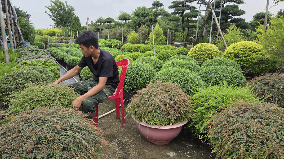 Làng cây Vị Khê bên bờ sông Hồng