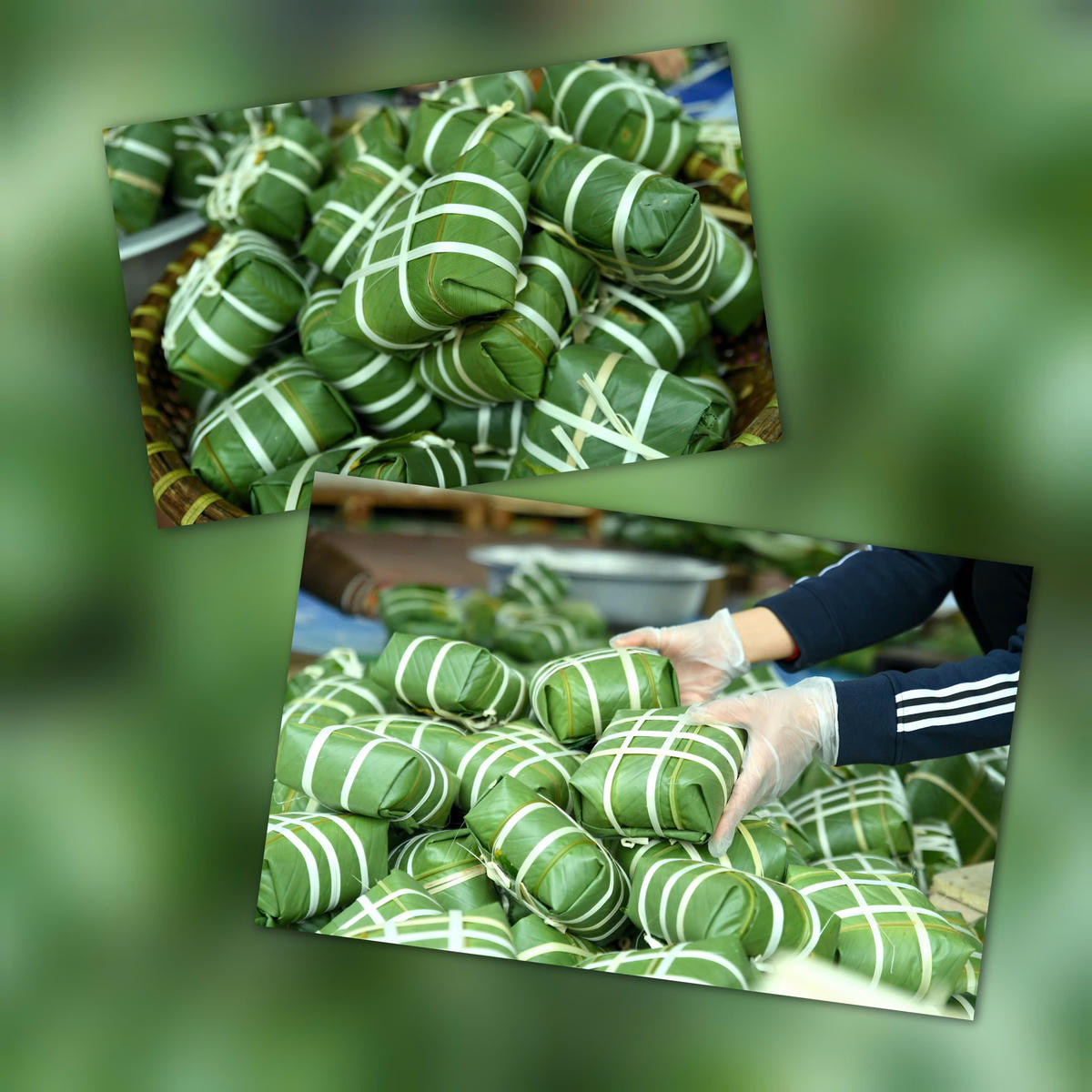 Bánh chưng được hoàn thiện sau công đoạn gói. Ảnh: Phạm Sỹ.