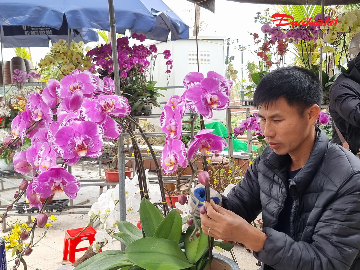 Theo như anh Bính, dòng hoa này rất được các doanh nghiệp, cửa hàng ưa chuộng mua về trưng bày, giá mỗi chậu lên tới cả trăm triệu đồng. Ảnh: Anh Toán.&nbsp;