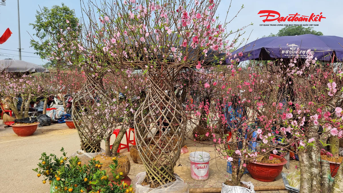 Chủ hàng đưa ra giá cặp hoa đào thế lục bình là 7 triệu đồng, khẳng định rẻ hơn năm 2025 khoảng 3-5 triệu đồng. Ảnh: Anh Toán.&nbsp;